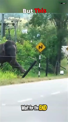 Fence Stops All… Not Elephants 🐘⚡ | Animal Moments #shorts