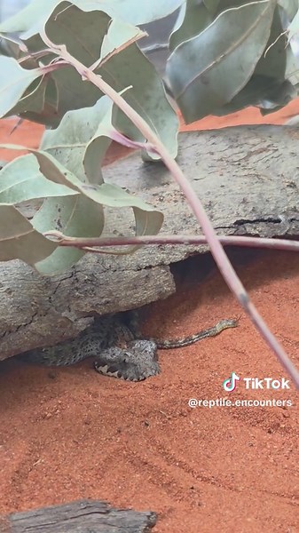 Check out our Northern death adder exhibiting an interesting natural behaviour - luring! The shimmy of the tail lures prey within striking distance to make for an easier meal! #reptileencounters #australianwildlife #deathadder #snake