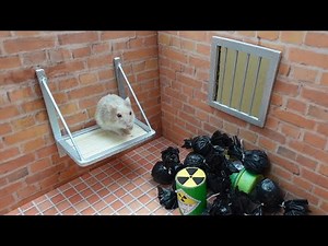 Epic Hamster Escape: From Trash to Food Paradise! 🐹🍕