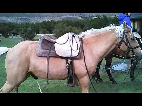 Horse Urinates