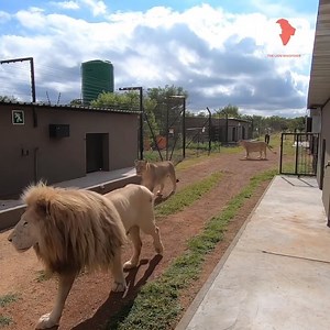2.7M views · 228K reactions | If you missed meeting Gandalf Cussassa and Sibindi the first time around you’ll love meeting these three. Join us for today's #wildlifewednesday video and meet some new friends. #whitelion #lionwhisperer #reconnectwithnature | Kevin Richardson | Facebook