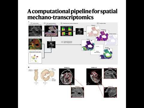 255-Spatial Mechano-Transcriptomics