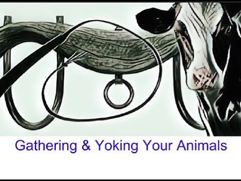 Training Steers & Oxen - Gathering and Yoking Oxen or Working Steers