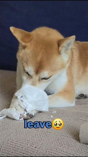 Be honest... who else has a tissue thief at home?😭 #shibainu #shibenation #dogshorts