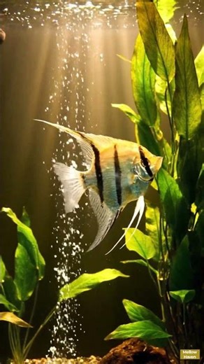 Elegant Angelfish Swimming in Aquarium 🐟 | Relaxing Fish Video #shorts