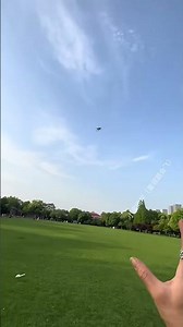 Flying Pets Go Rotary! Can You Keep Up? ✈️ #CutePets #FlyingSquirrel #AnimalSkills