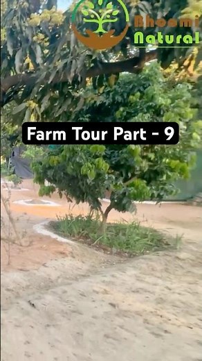 Why and how we convert 40 year old mango prchard into multilayer food Forest 🌳? Bhoomi Natural farm