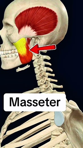 Masseter #muscle #anatomy