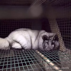Das sind die Auswüchse der europäischen Pelzindustrie! 😢 🦊 Riesenfüchse, die auf besonders viele Hautfalten gezüchtet werden und damit mehr Pelz "produzieren". Bitte, bitte unterstützt dieses immense Tierleid nicht - bleibt beim Wintershopping pelzfrei! Auch europäische Produkte sind mit schlimmer Tierqual verbunden. Darüberhinaus werdet ihr als Kunden systematisch übers Ohr gehauen, denn oft sind Kleidungsstücke mit Pelzbesatz bewusst falsch oder irreführend gekennzeichnet. Häufig verbirgt si