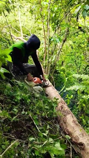 The operator is in the process of cutting rusty wood 😱😱 #wood #chainsaw #hitachizaxisbelahjalan