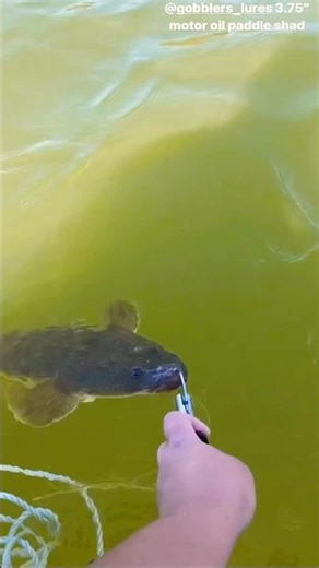 Quick measure. Clean release.