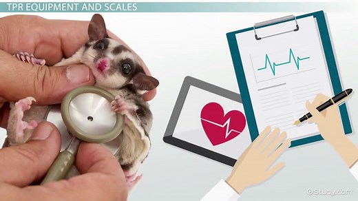 Veterinary Exam Room Instruments & Equipment