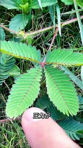 The mimosa plant, a mysterious plant that closes when touched.