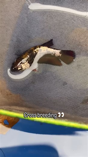 steampunkfish on Instagram: "The result of cross breeding of solid type with marble type, still two months old. We don’t know how the result will be. Let’s wait for the next two months ⏳ 📷 2 months crossbreed baby ☑️ ❌❌❌ 👣 tags 👣 #kampffisch #베타 #ikancupang #bettafish #bettafarm"