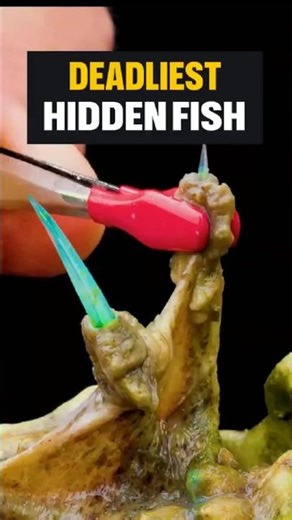 What Happens If You Step on a Stonefish #animals #shorts