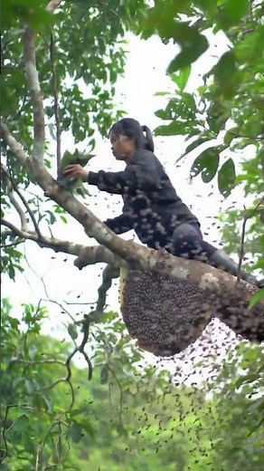 Harvesting a GIANT wild beehive in the jungle! #satisfying