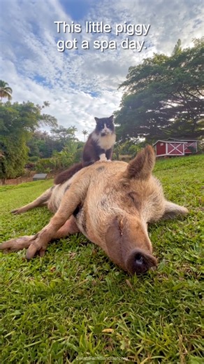 19K views · 242 reactions | Relaxing island style, one oink at a time. (Sound ON!) When on Maui, visit Leilani Farm Sanctuary of Maui for a quick tour. https://leilanifarmsanctuary.org/tour-the-sanctuary | Maui Hawaii | Facebook