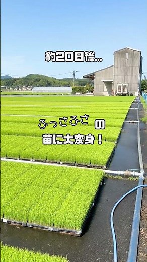 水稲育苗事業 part.2