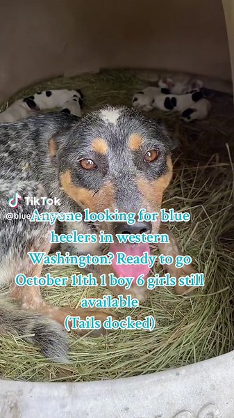 There so cute and little🥹❤️ #blueheeler #western #fyp #australiancattledog #cattledog #cute #puppies #puppiesoftiktok #blueheelerpuppy #litterofpuppies #foryou #forsale #puppy
