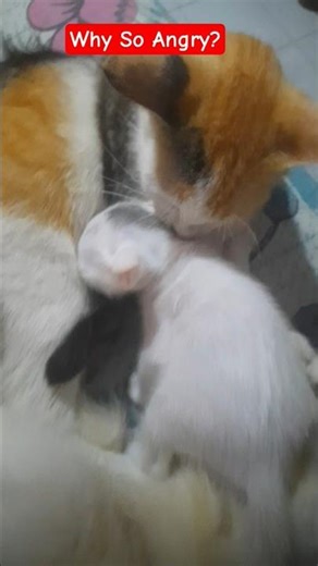 Angry MimiCat Scolds Baby 😾 | Cute Kitten Scared Reaction 🐾💕 #pets #catlovers #cat