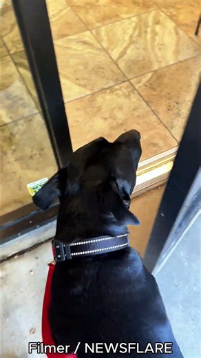 Dog Walks Backwards to Avoid Vet Before Getting Cancer-Free News