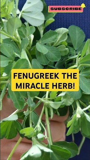 How Fenugreek Helps with Muscle Growth & Testosterone
