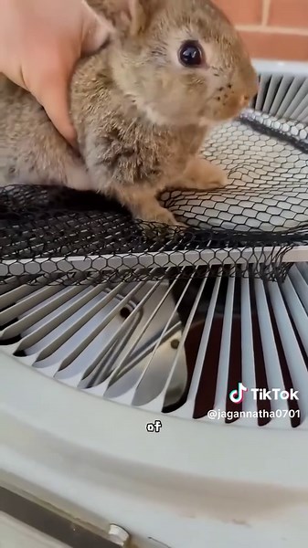 Rabbit scream #tiktok #foryou #cute #animals | rabbit scream