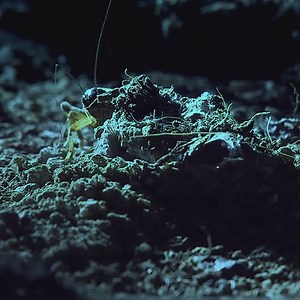 48K views | MagellanTV on Reels | Facebook