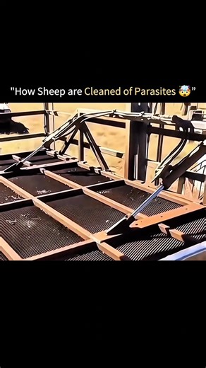 Explorinox | Sheep dipping is a technique used to eliminate external parasites such as ticks, lice, and mites. In this method, sheep are carefully led... | Instagram