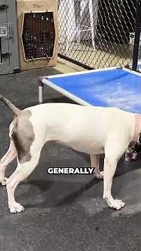 Sniffing vs Stiffness: Reading Dog Body Language