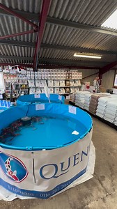 Let the show commence 👏 The Great British Koi Show | Queni Koi