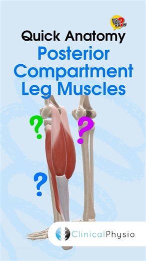 Posterior Compartment Leg Muscles #physicaltherapy #physiotherapy #lowerlimbanatomy #anatomy