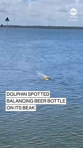 This dolphin did its part to call attention to the issue of ocean pollution — spotted off the coast of Australia balancing a beer bottle on its beak, much to the delight of onlookers. https://abcnews.visitlink.me/I6RZEn | ABC News