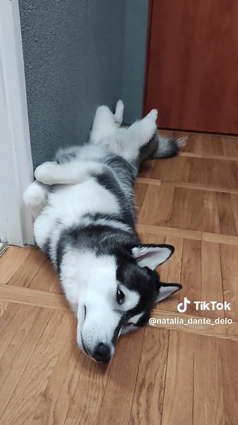 Protest 🤐 #husky #siberianhusky #dog #dogsoftiktok #fun