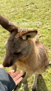 Kangaroo Greetings with forester kangaroos Ross, Bella, Stinko, Zelda and George. #kangaroo #foresterkangaroo #wildlife #wildliferehab #wildliferehabilitation #kangaroolove #tasmaniananimals #greetings #goodmorning #niceday | kanamaluka Wildlife Rehabilitation Centre