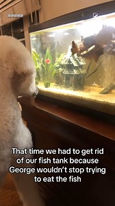 George please 😭 (Via - Victoria H.) #Dogs #DogLife #Poodle #Fish | Fur Family