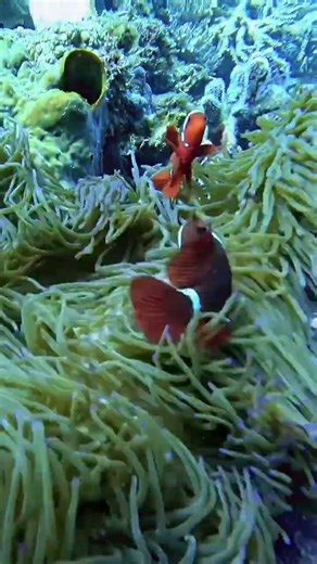 Finding NEMO.Explore thevibrant marine life and stunning coral reefs of this beautiful destination.