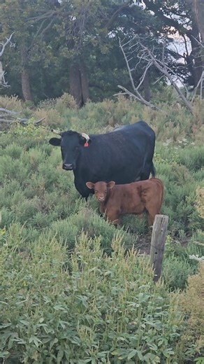 Fall Calving Season #genetics #ranchlife #farmlife