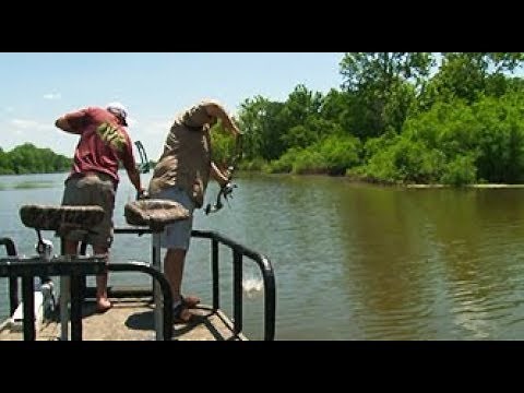 Bowfishing Record Alligator Gar on the Mississippi River