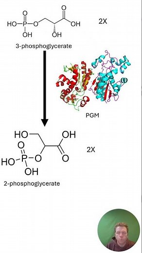 Phosphoglycerate Mutase Explained | Glycolysis Step 8 Simplified (60 Seconds) #shorts