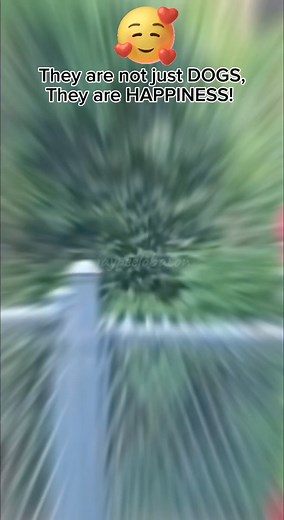 Life without dogs is 🥱 #dogsarehappiness #dogsdeservelove #unconditionallove #dogsareloyal #dogsarefamily #fbdogreels #reelsvideo | Jaypee Lobaton