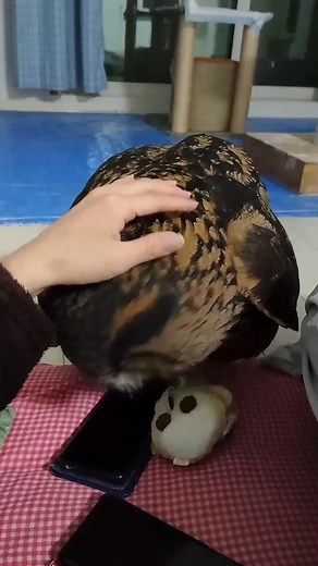 Owl videos Owl hooting Owl at night Owl sound Hooting owl Talking owl Scary owl sound Owl in dark Night owl Owl voice #OwlSound #OwlHooting #NightOwl #TalkingOwl #OwlVideos #AnimalVoices #DarkOwl #NatureSounds #WildlifeAtNight #OwlsOfFacebook | Owl Lover