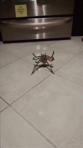 arañin #spiderman #elpersonajedelasemana #memes #spider #tarantula #edit #funny