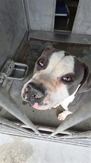 iloverescue on Instagram: "🚨 EMERGENCY – AMERICA WILL DIE WITHOUT SURGERY 🚨 DONATIONS OR MEDICAL SPONSOR NEEDED! 🙏🏻 This sweet pittie, America, is alive today because she was advocated for and saved yesterday from Devore Shelter by Room 4 One More Rescue when she was completely out of time. Now she is in critical condition. America has INTUSSUSCEPTION — a severe, fast-moving, often fatal intestinal emergency where the intestine telescopes into itself, cutting off blood supply and causing tis