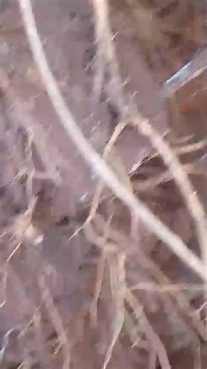 En los camotes | código 12