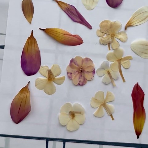 Pressed Phlox and Dahlia Petals Mix Pack: Hand-pressed Botanicals for Crafts - Etsy