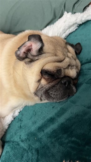 Que no me molesten 😅 #frank #pug #hijoperruno #dogs #perros