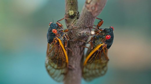 Cicada season: What to expect from the coming brood that’s been underground for 17 years