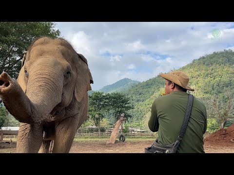 The Sound of Friendship in Every Note - ElephantNews