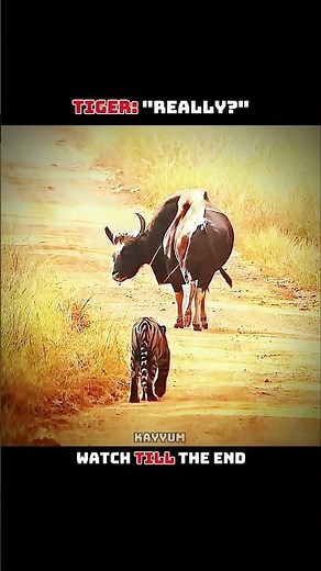 When The Arrogant Gaur Met The King Of The Jungle! 🐂 vs 🐅#Tiger #Gaur #Bison #AnimalBattles